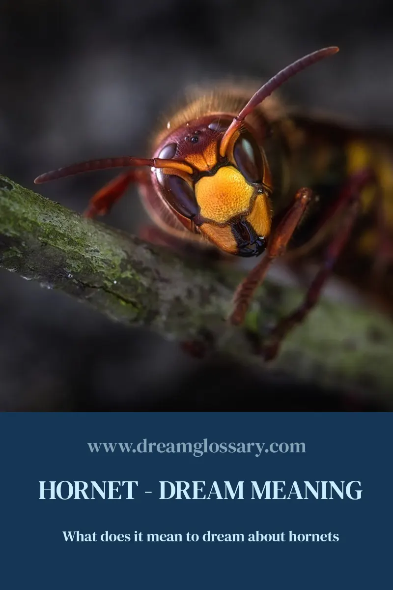 Hornet Dream Meaning
