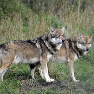 Two wolves standing in a grass