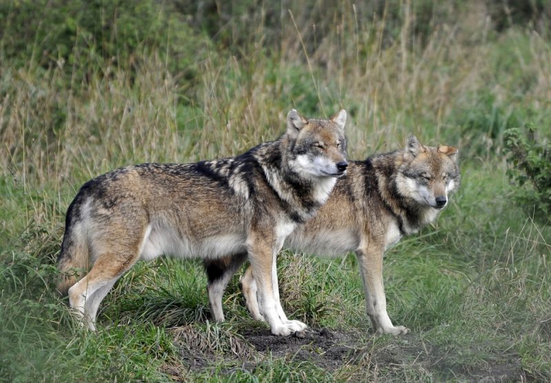 Two wolves standing in a grass