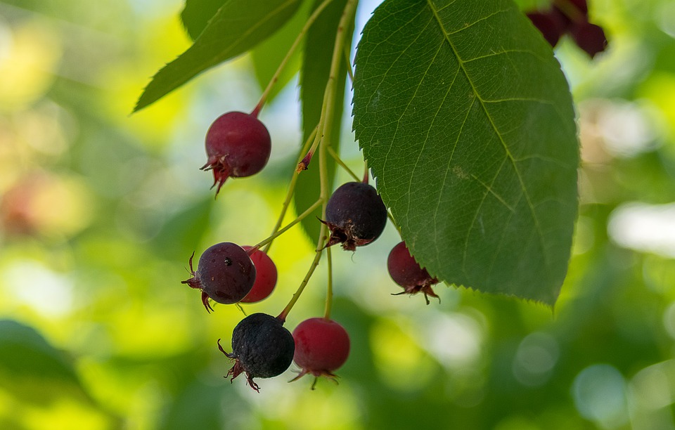 What Does It Mean to Dream of Aronia Berries? Dream Glossary