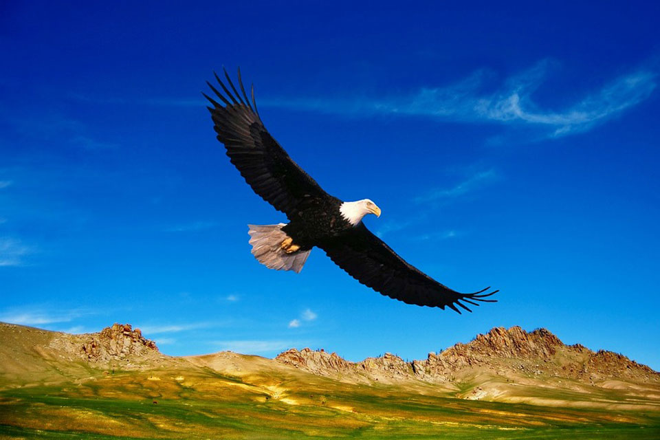 Eagle Dream Meaning and Symbolism Dream Glossary
