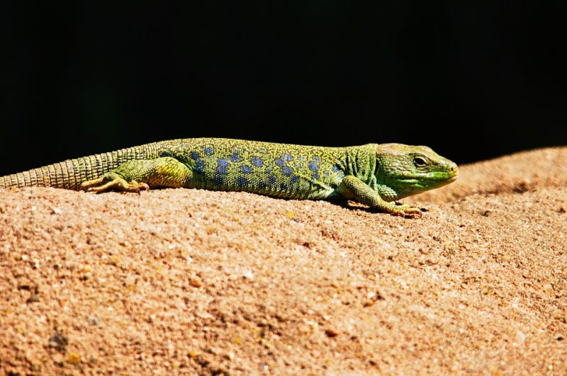 Lizard Symbolism And Dream Meaning Dream Glossary