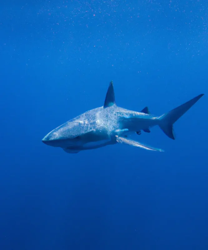 Shark swimming in the ocean