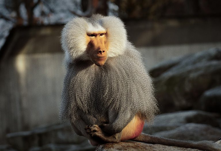 Baboon In A Dream Meaning And Explanation Dream Glossary