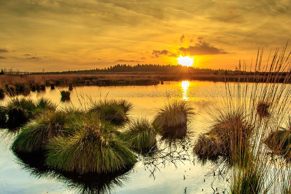 Swamp Dream Meaning and Symbolism Dream Glossary