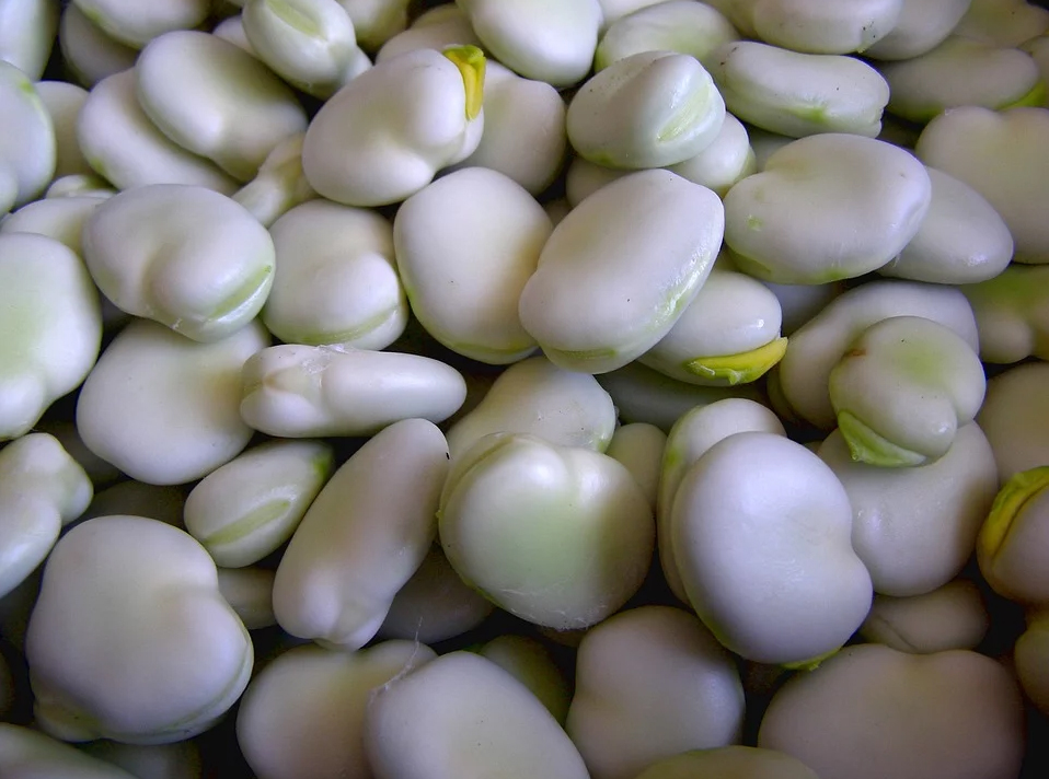 Broad Beans Dream Meaning and Symbolism Dream Glossary