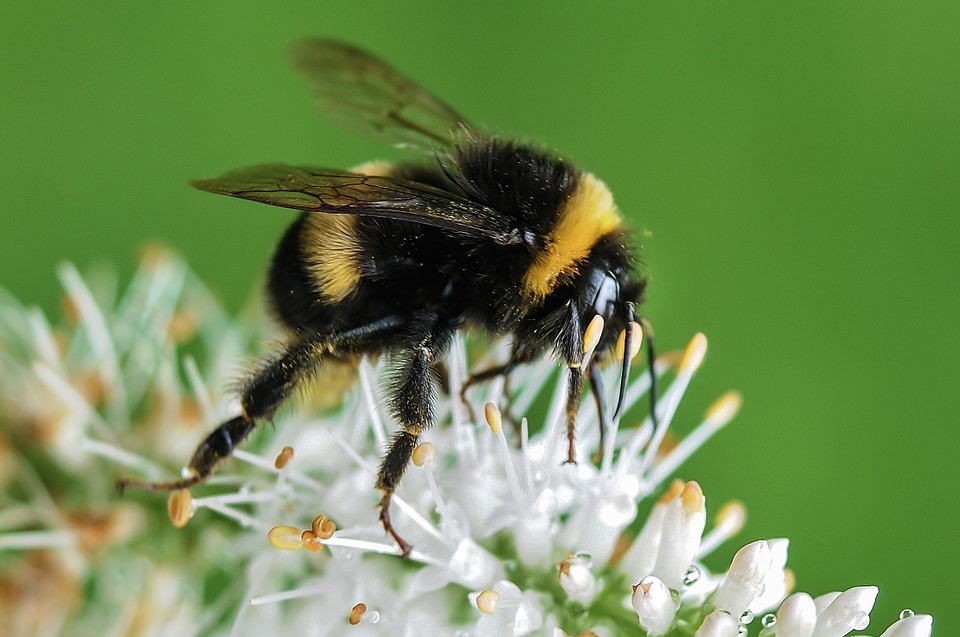 black bumblebee spiritual meaning