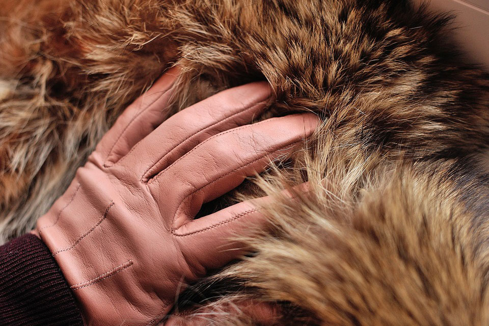 Fur Coat Dream Meaning and Interpretation Dream Glossary