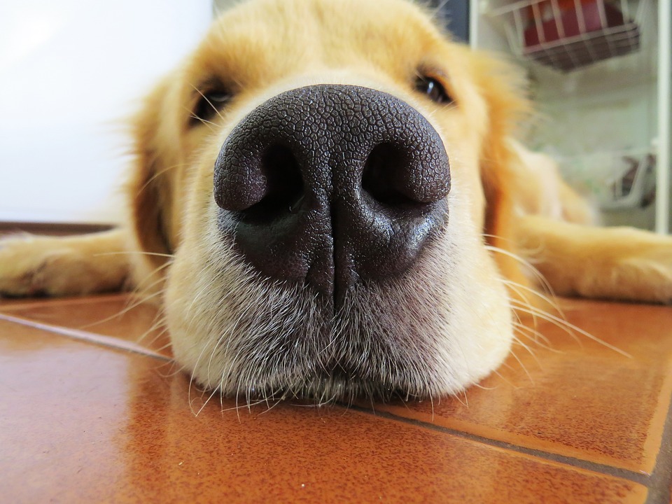 Muzzle – Dream Meaning and Interpretation | Dream Glossary