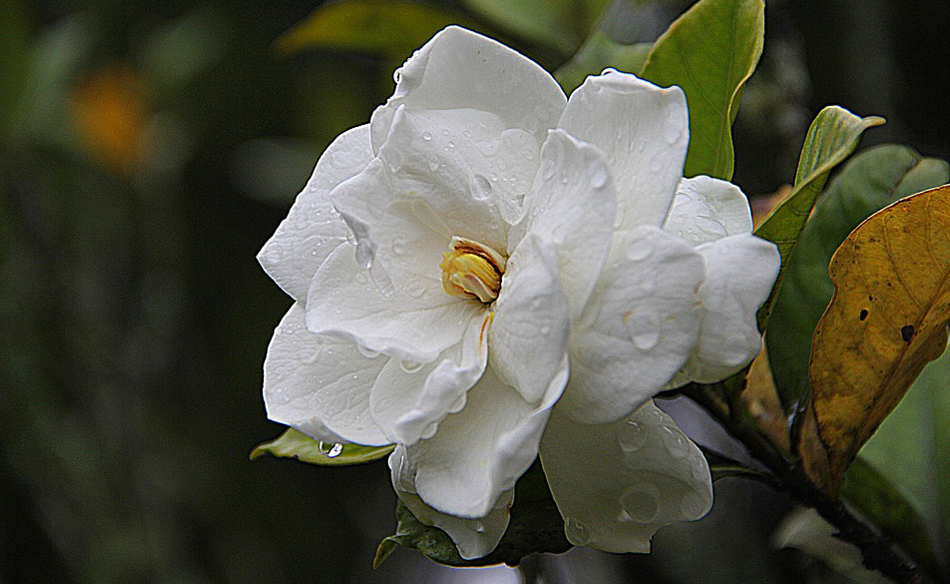 Gardenia Dream Meaning and Interpretation Dream Glossary
