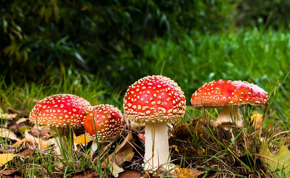 Mushrooms Dream Meaning and Interpretation Dream Glossary