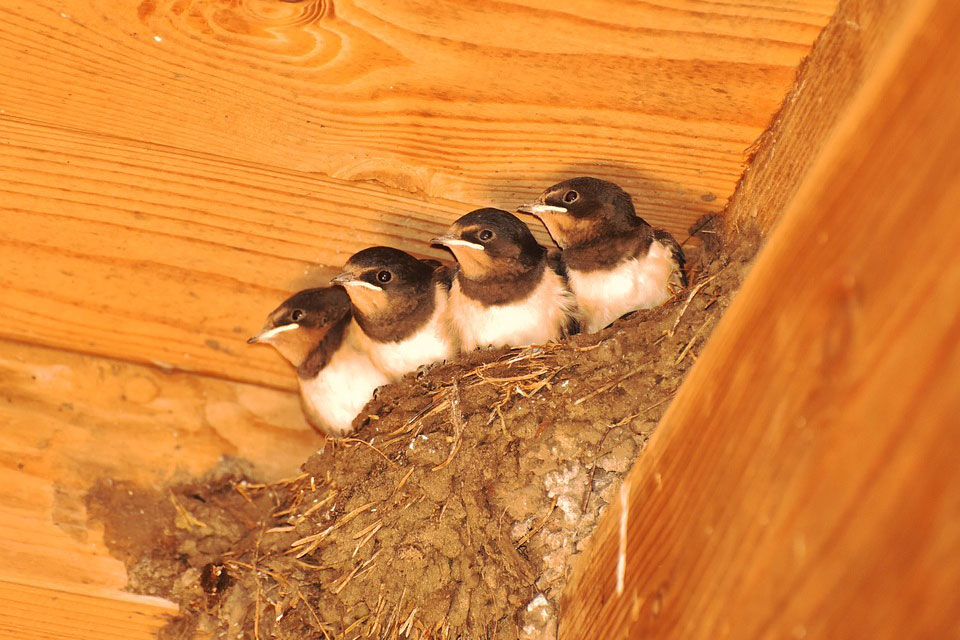 Swallow’s Nest Dream Meaning and Symbolism Dream Glossary