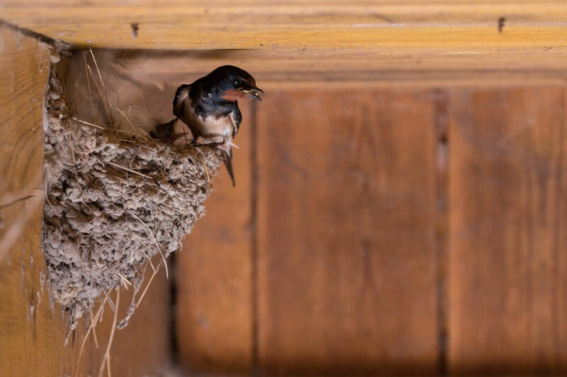 Swallow’s Nest – Dream Meaning and Symbolism swallow’s nest – dream meaning and symbolism