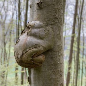 Goiter on a tree in a dream