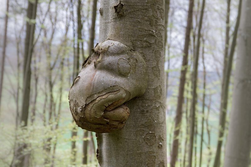 Goiter on a tree in a dream