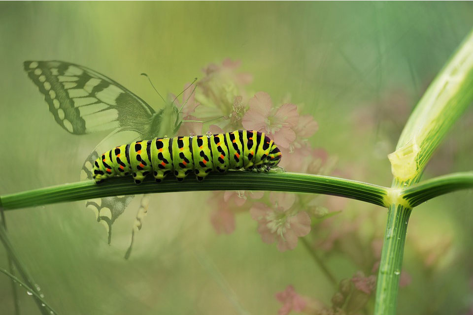To Dream About Caterpillar Meaning and Symbolism Dream Glossary