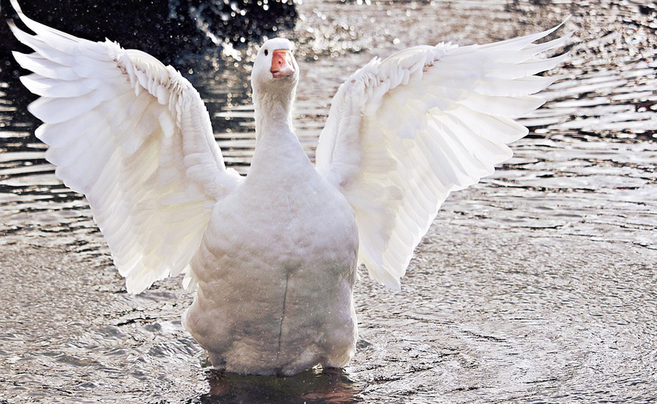 Goose Dream Meaning and Interpretation Dream Glossary