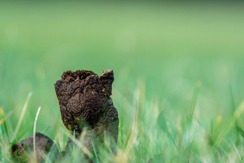 Dog poop in the grass