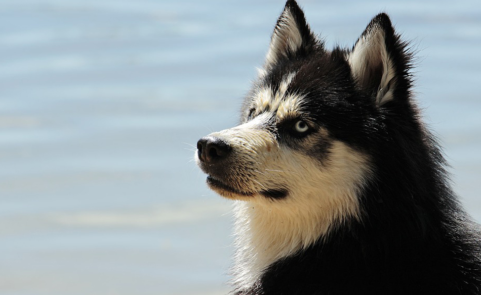 Descrierea rasei Husky din Siberia - Tratament June