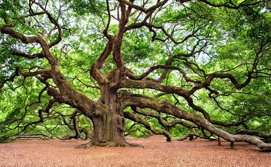 What Does It Mean to Dream of a Oak? Dream Glossary