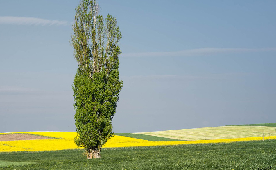 What Does It Mean to Dream of a Poplar Tree? Dream Glossary