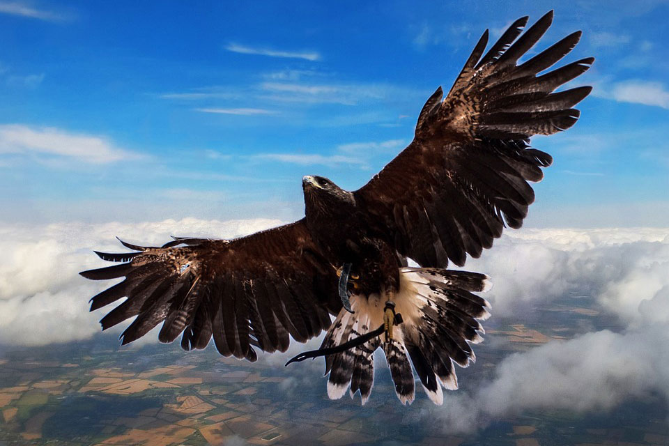 Hawk Dream Meaning and Interpretation Dream Glossary