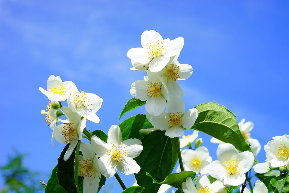 What Does It Mean to Dream of a Jasmine? Dream Glossary