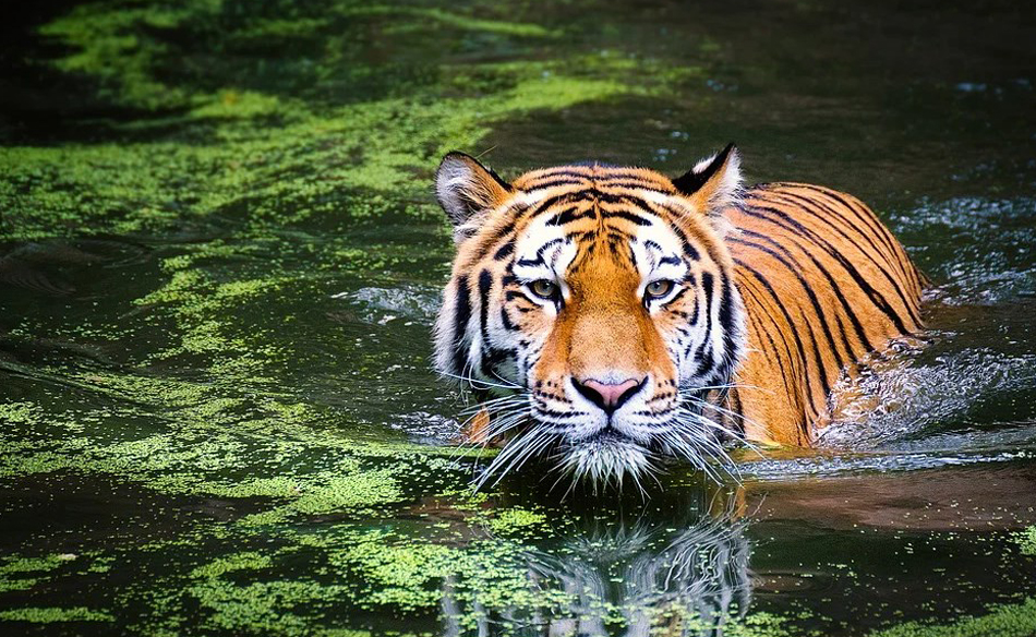 Wild Animals – Dream Meaning and Symbolism | Dream Glossary Wild Animals – Dream Meaning and Symbolism | Dream Glossary