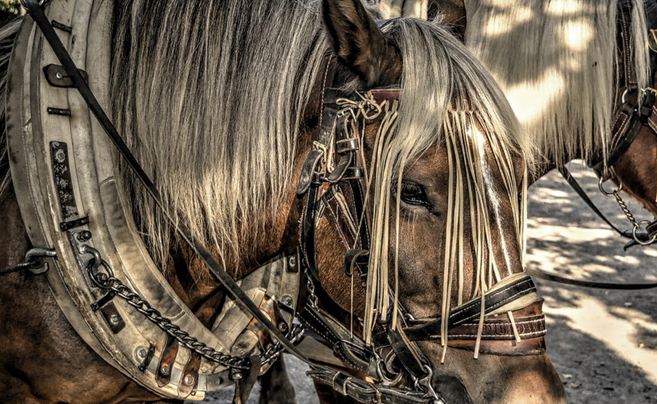 To Dream About Yoke Meaning and Symbolism Dream Glossary