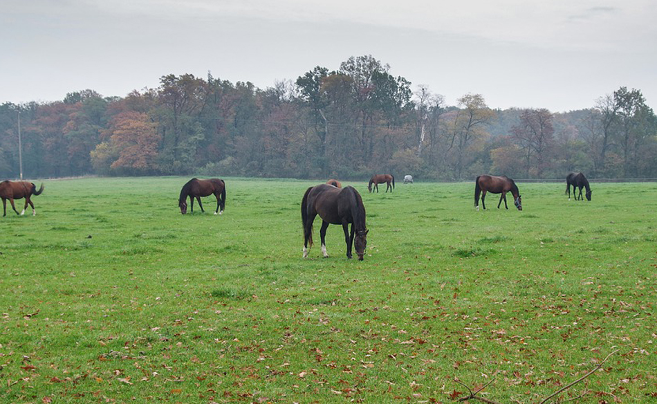 Stud Farm in a Dream – Meaning and Symbolism - Dream Glossary and