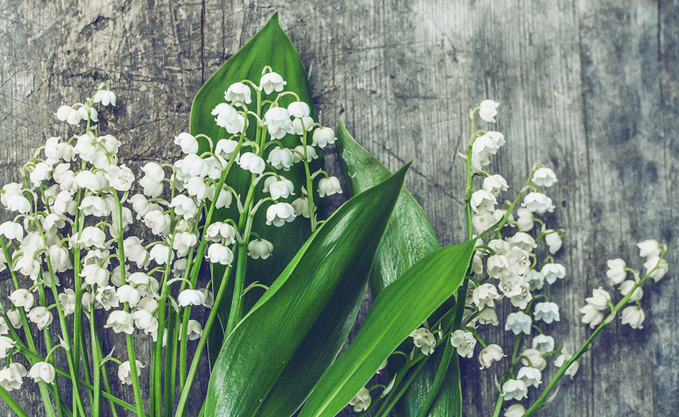 Lily of the Valley in a Dream Meaning and Symbolism Dream Glossary