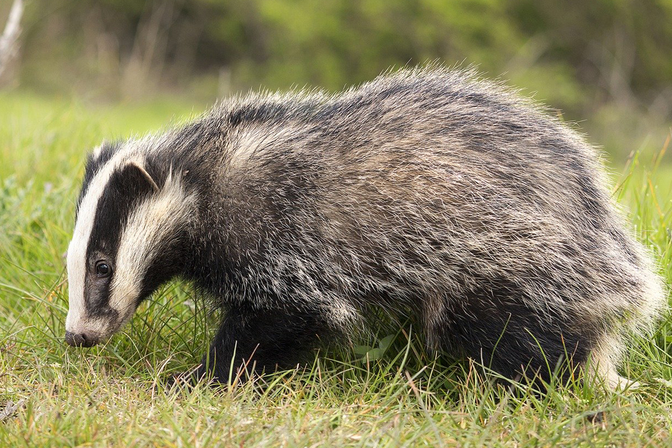 Badger Dream Meaning and Symbolism Dream Glossary
