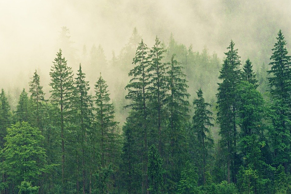 Fir Dream Meaning and Symbolism Dream Glossary and Dictionary