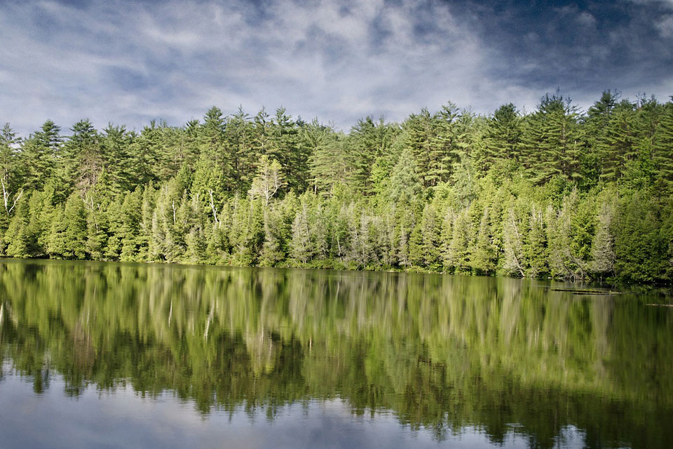 Fir Dream Meaning and Symbolism Dream Glossary