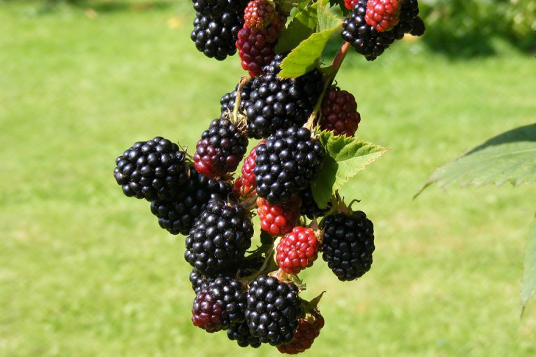 To Dream about Blackberries Meaning and Interpretation Dream Glossary