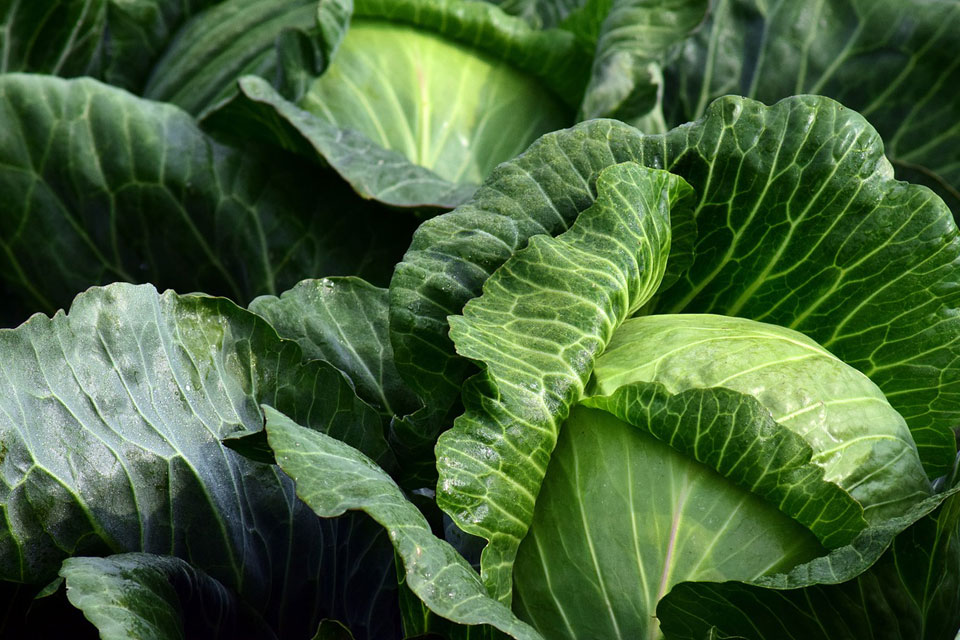 Cabbage Dream Meaning and Symbolism Dream Glossary