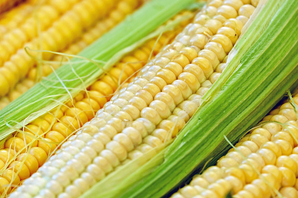 Corn Dream Meaning and Symbolism Dream Glossary