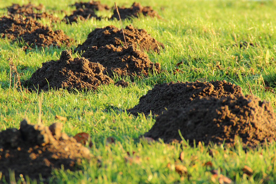 Dreaming of a Molehill Meaning and Explanation Dream Glossary