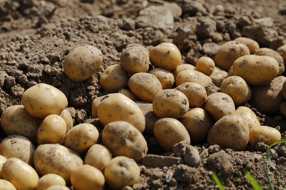 Potatoes in a Dream Meaning and Symbolism Dream Glossary