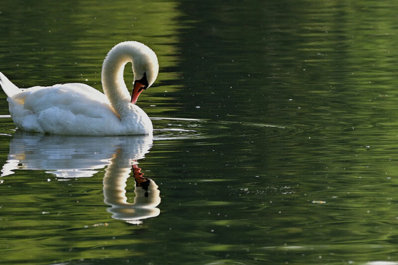 swan in a dream – meaning and symbolism