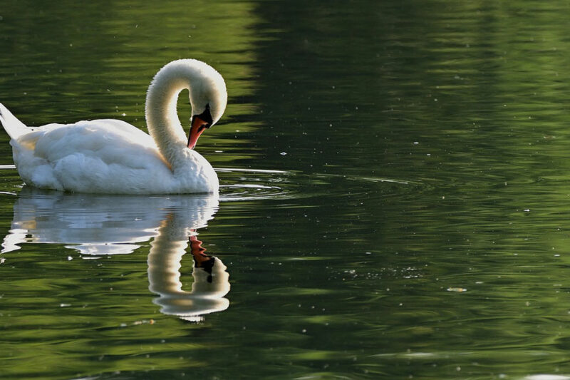 Swan in a Dream – Meaning and Symbolism swan in a dream – meaning and symbolism