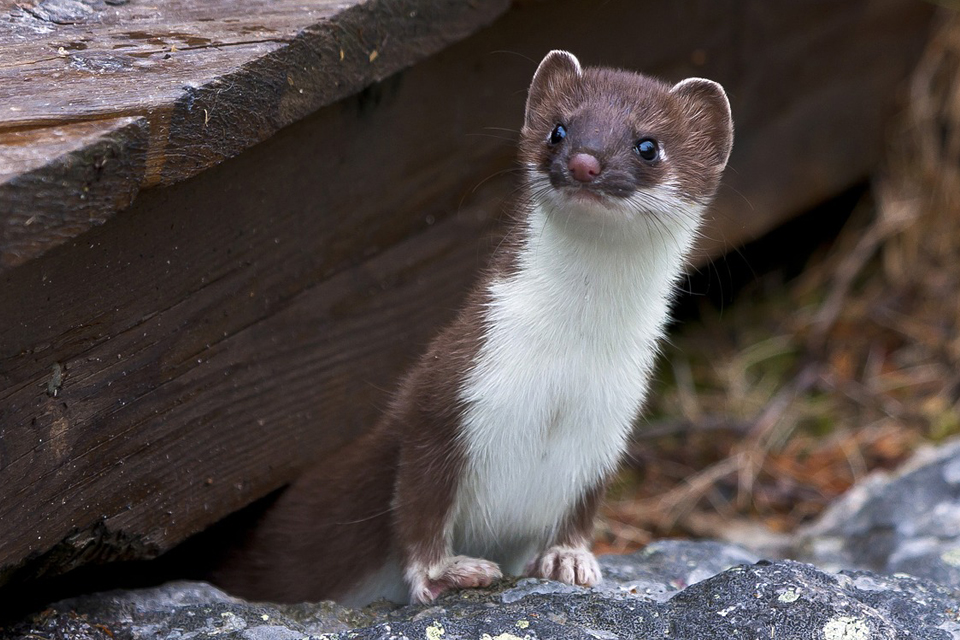 To Dream of a Weasel Meaning and Symbolism Dream
