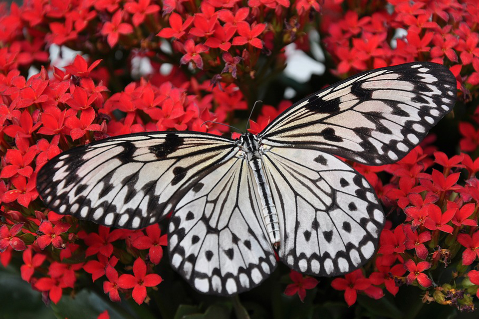 Butterfly in a Dream Meaning and Symbolism Dream Glossary