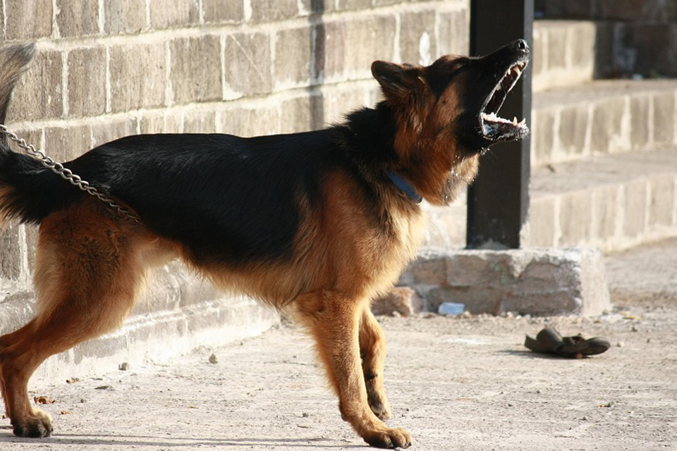 What Does It Mean To Dream Of A Barking Dream Glossary And Dictionary