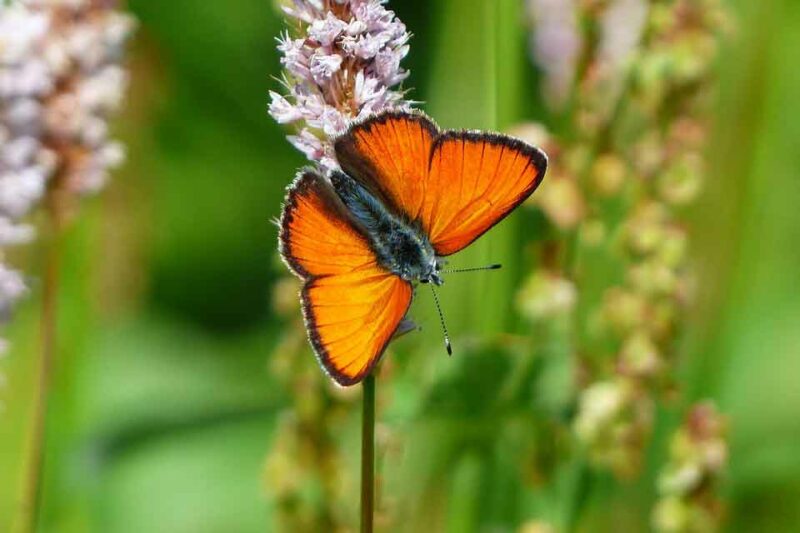 Butterfly in a Dream – Meaning and Symbolism butterfly in a dream – meaning and symbolism