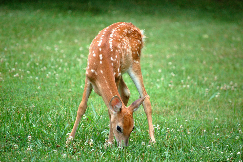 Fawn in a Dream – Meaning and Symbolism - Dream Glossary and Dictionary
