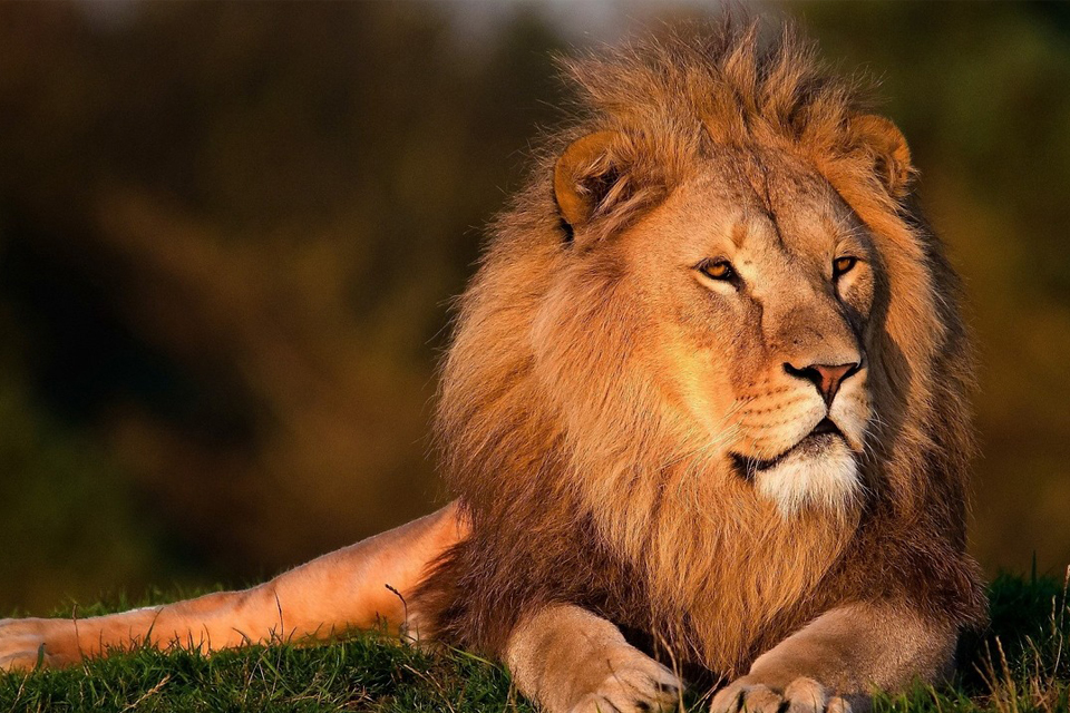 dream lion chasing me dream lion chasing me