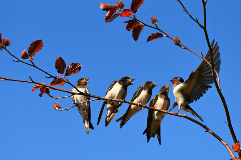 To Dream About Swallow – Meaning and Symbolism to dream about swallow – meaning and symbolism
