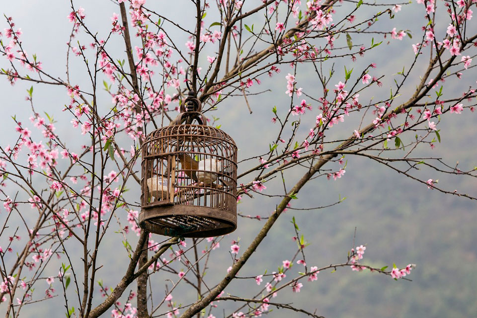 Cage Dream Meaning and Interpretation Dream Glossary