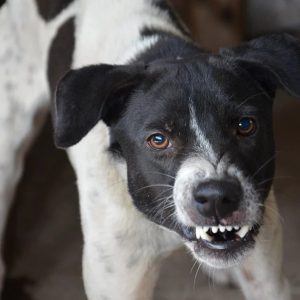 Dog being angry